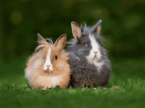 how to care for a lionhead rabbit|what do lionhead bunnies eat.